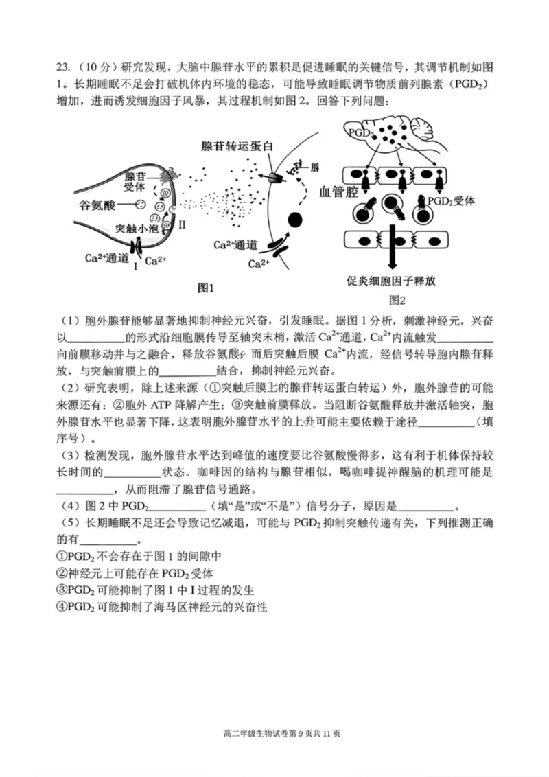生物试卷-2027届辽宁省五校联盟高二上学期期末考试试卷答案（东北育才、省实验、大连8、24中、鞍山一中）_2024-2025高二（7-7月题库）_2026年1月高二