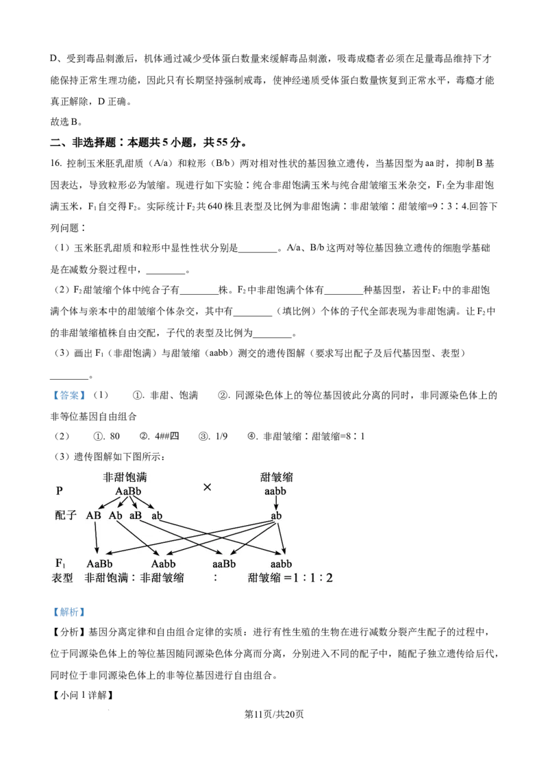 精品解析：安徽省县中联盟2025-2026学年高二上学期10月联考生物试题（解析版）_2025年10月高二试卷_251019安徽省县中联盟2025-2026学年高二上学期10月月考