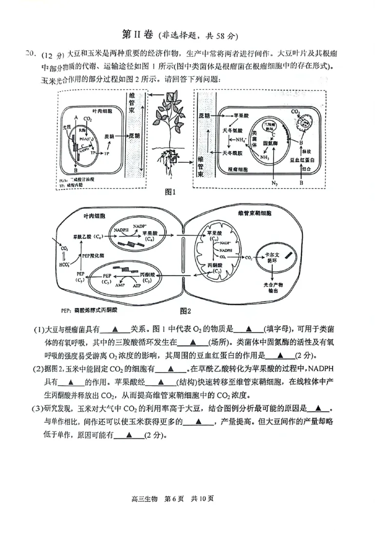 生物试卷_2024-2025高三（6-6月题库）_2024年11月试卷_1116江苏省苏州市2024-2025学年高三上学期11月期中调研（全科）_江苏省苏州市2024-2025学年高三上学期11月期中调研生物
