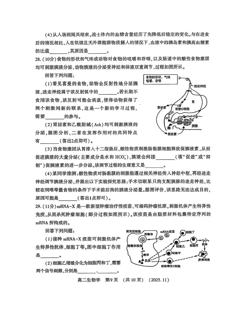 河南省洛阳市2025-2026学年高二上学期11月期中生物试题含答案_2025年11月高二试卷_251126河南省洛阳市2025-2026学年高二上学期期中考试（全）