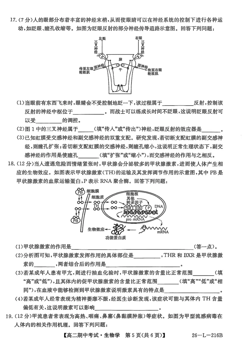 安徽省县中联盟2025-2026学年第一学期高二期中考试（26-L-216B）-生物_2025年11月高二试卷_251122安徽省县中联盟2025-2026学年第一学期高二期中考试（26-L-216B）（全）