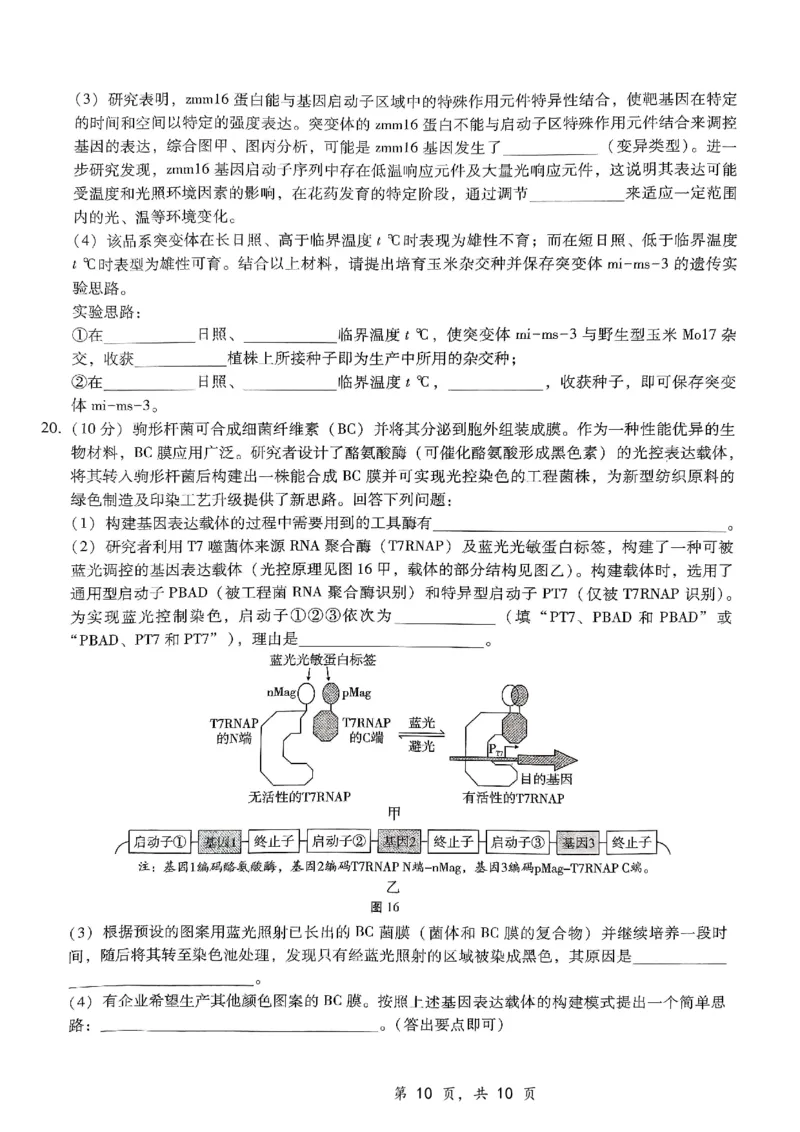 重庆市第八中学2025届高三12月适应性月考（四）生物_2024-2025高三（6-6月题库）_2024年12月试卷_1224重庆市第八中学2025届高三12月适应性月考（四）（全科）