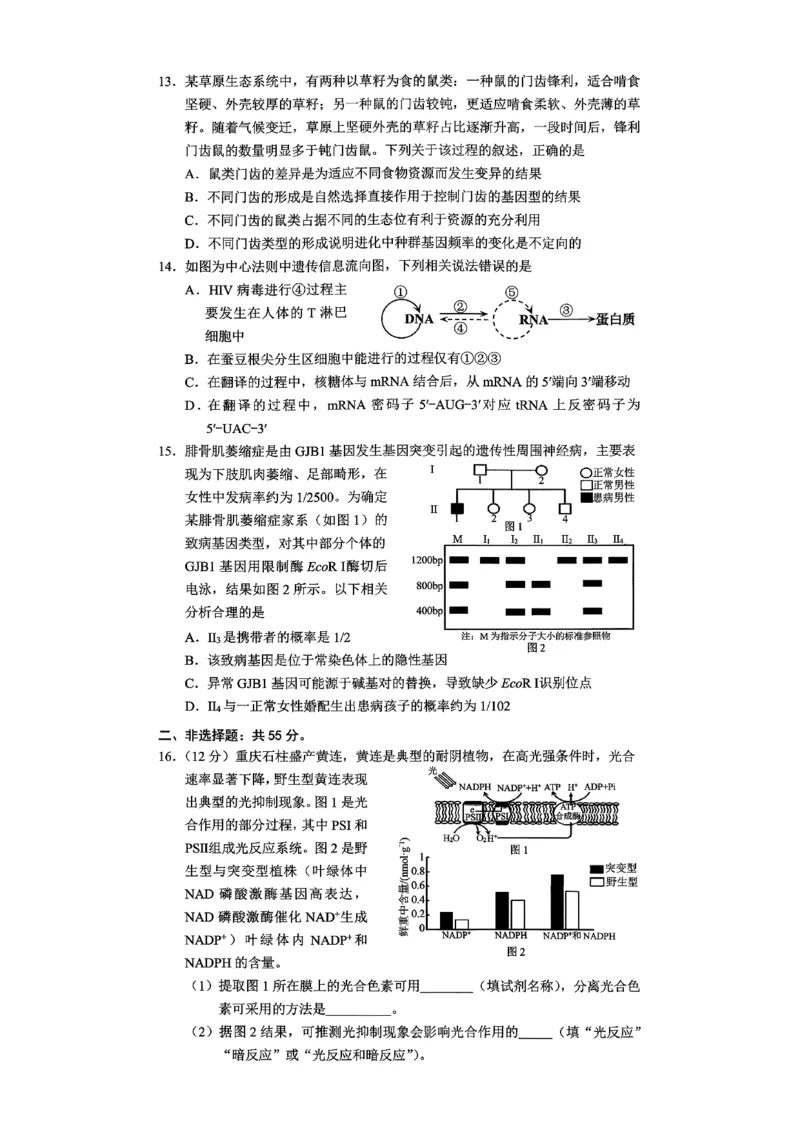 2026年重庆市普通高中学业水平选择性考试高考模拟调研卷（一）生物+答案_2024-2026高三（6-6月题库）_2026年01月高三试卷