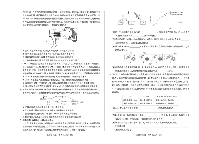 生物学湖南高二上期中_2025年11月高二试卷_251128天一大联考&middot;湖南省2025-2026学年（上）高二年级期中考试（全）