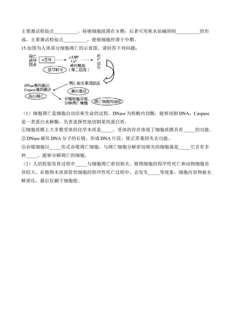 （7）细胞的生命历程&mdash;&mdash;高考生物二轮复习易错重难提升（含解析）_2024-2025高三（6-6月题库）_2026年1月高三_260104高考生物二轮复习易错重难提升（含解析）