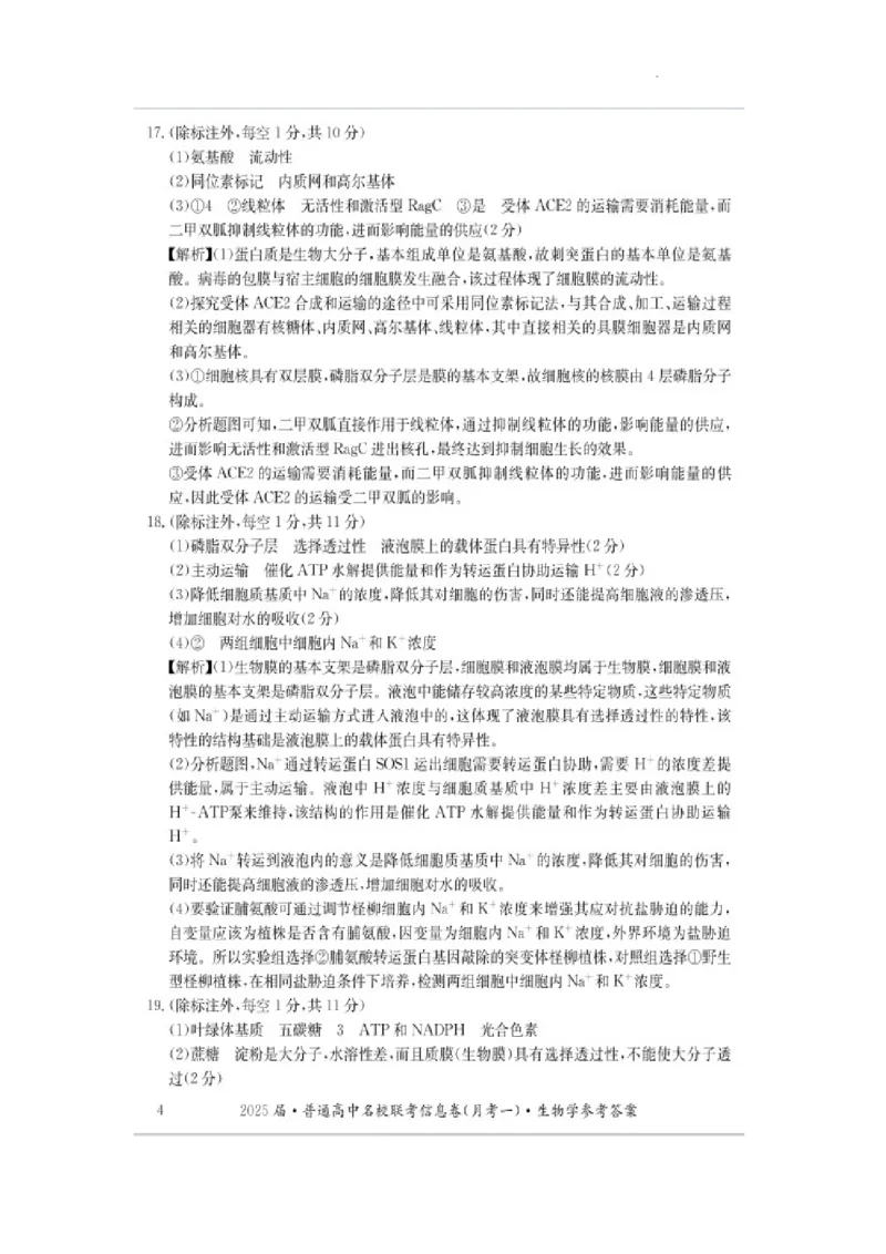 湖南省娄底市名校联考11月信息卷（月考一）生物答案_2024-2025高三（6-6月题库）_2024年11月试卷_1113湖南省娄底市名校联考2024-2025学年高三上学期月考（一）（全科）
