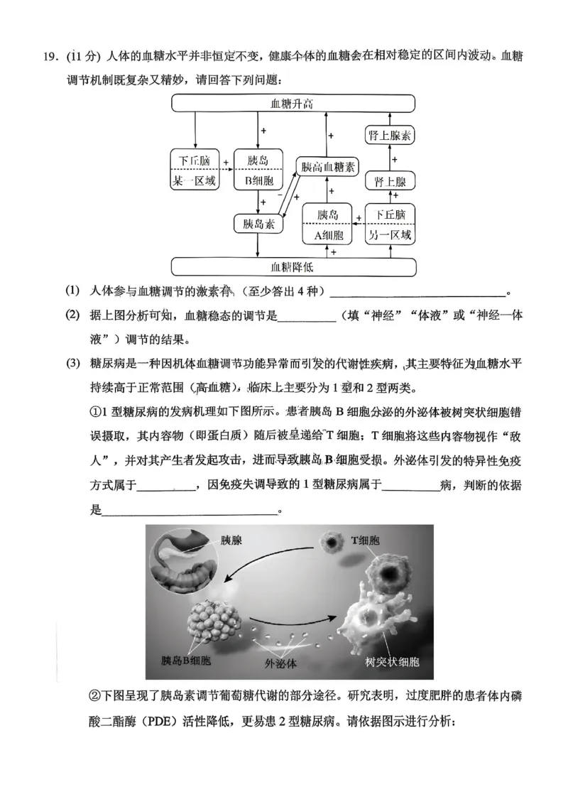 重庆西南大学附属中学高2026届高三1月定时检测（一诊）生物_2024-2026高三（6-6月题库）_2026年01月高三试卷_0111重庆西南大学附属中学高2026届高三1月定时检测（一诊）（全）