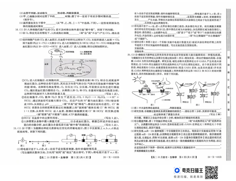 安徽省县中联盟2025-2026学年高二上学期10月联考生物试题_2025年10月高二试卷_251019安徽省县中联盟2025-2026学年高二上学期10月月考