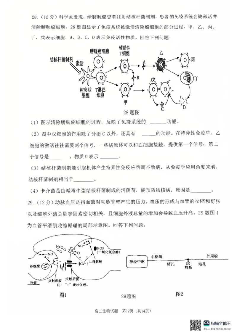 重庆主城区2026届七校联考生物试卷_2024-2025高二（7-7月题库）_2025年03月试卷_0313重庆市主城区七校联考2024-2025学年高二上学期期末考试