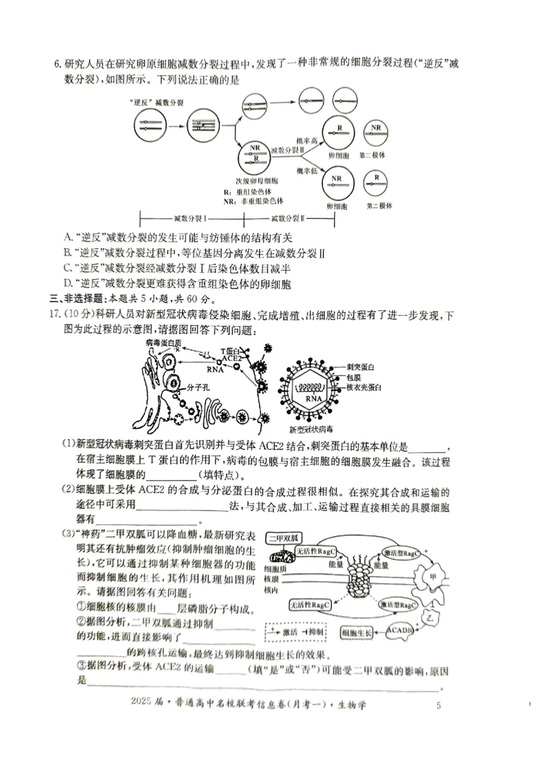 湖南省娄底市名校联考11月信息卷（月考一）生物_2024-2025高三（6-6月题库）_2024年11月试卷_1113湖南省娄底市名校联考2024-2025学年高三上学期月考（一）（全科）