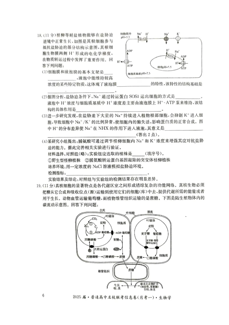 湖南省娄底市名校联考11月信息卷（月考一）生物_2024-2025高三（6-6月题库）_2024年11月试卷_1113湖南省娄底市名校联考2024-2025学年高三上学期月考（一）（全科）