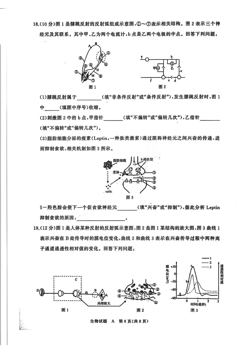 生物A试卷_2025年11月高二试卷_251127河南青铜鸣大联考2025-2026学年上学期高二期中考试_河南青铜鸣大联考2025-2026学年上学期高二期中考试生物（A）试题含答案