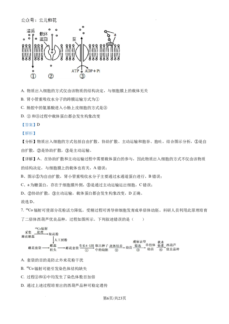 精品解析：河南省许昌市魏都区许昌高级中学2024-2025学年高二上学期开学检测生物试题（解析版）_2024-2025高二（7-7月题库）_2024年09月试卷