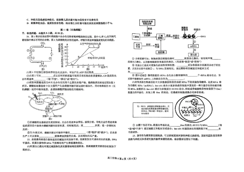 辽宁省鞍山市普通高中2025届高三年级上学期第三次月考生物_2024-2025高三（6-6月题库）_2024年12月试卷_1214辽宁省鞍山市普通高中2025届高三年级上学期第三次月考（全科）