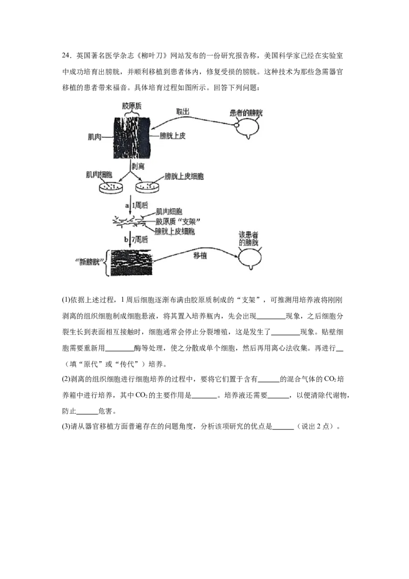 辽宁省大连市滨城高中联盟2024-2025学年高二下学期4月考试生物Word版含答案_2024-2025高二（7-7月题库）_2025年05月试卷_0506辽宁省大连市滨城高中联盟2024-2025学年高二下学期4月考试