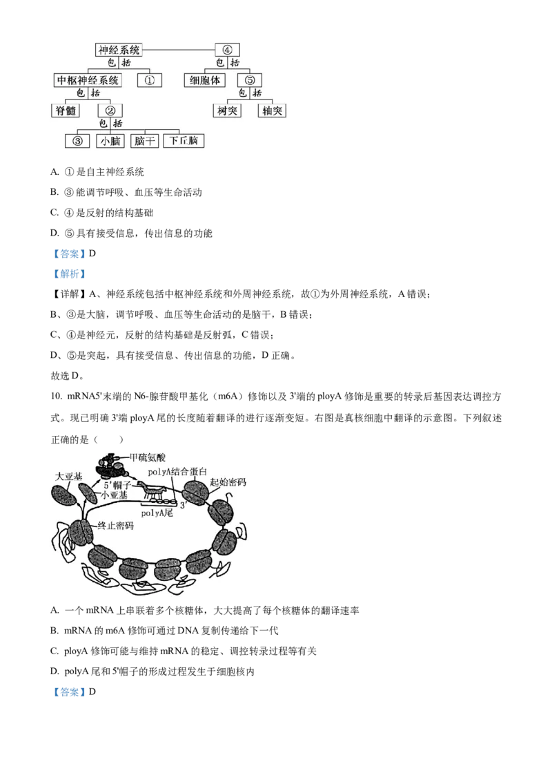 湖北省荆州市沙市中学2025-2026学年高二上学期10月月考生物试题Word版含解析_2025年11月高二试卷_251101湖北省荆州市沙市中学2025-2026学年高二上学期10月月考（全）