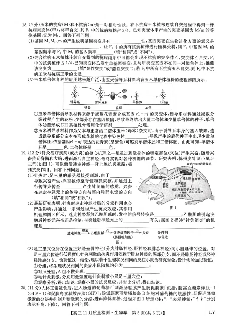 试卷扫描件_高三生物学1129_2024-2025高三（6-6月题库）_2024年11月试卷_1129九师联盟2025届高三上学期教学质量监测11月28联考_九师联盟2025届高三上学期教学质量监测11月联考生物试题