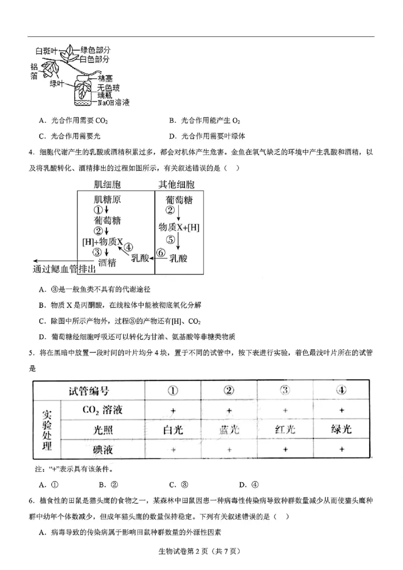 生物-2025届高三八省适应性联考模拟演练考试二_2024-2025高三（6-6月题库）_2024年11月试卷_11102025届高三八省适应性联考模拟演练考试（二）