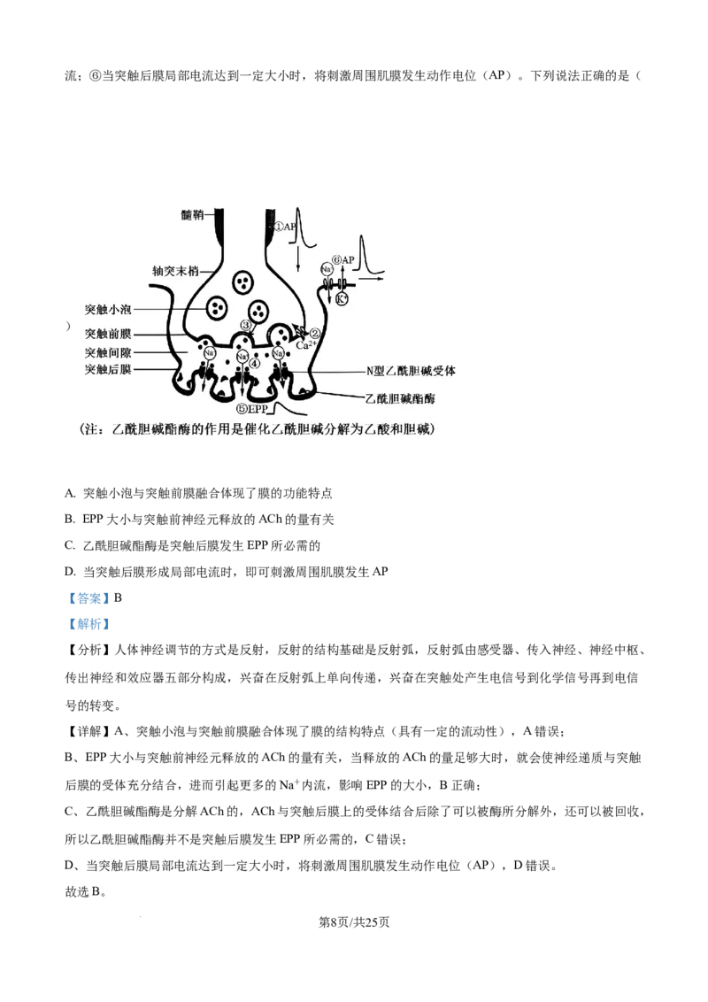 精品解析：山东省日照第一中学2025-2026学年高二上学期第一次质量检测生物试卷（解析版）_2025年11月高二试卷_251107山东省日照第一中学2025-2026学年高二上学期第一次质量检测