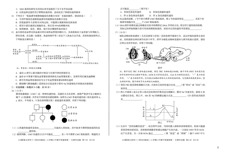 生物（C卷）A10联盟＆宿州十三校2024级高二上学期11月期中质量检测生物学c_2025年11月高二试卷_251124安徽省A10联盟＆宿州十三校2024级高二上学期11月期中质量检测（全）