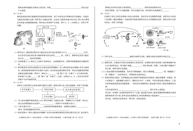 生物（C卷）A10联盟＆宿州十三校2024级高二上学期11月期中质量检测生物学c_2025年11月高二试卷_251124安徽省A10联盟＆宿州十三校2024级高二上学期11月期中质量检测（全）
