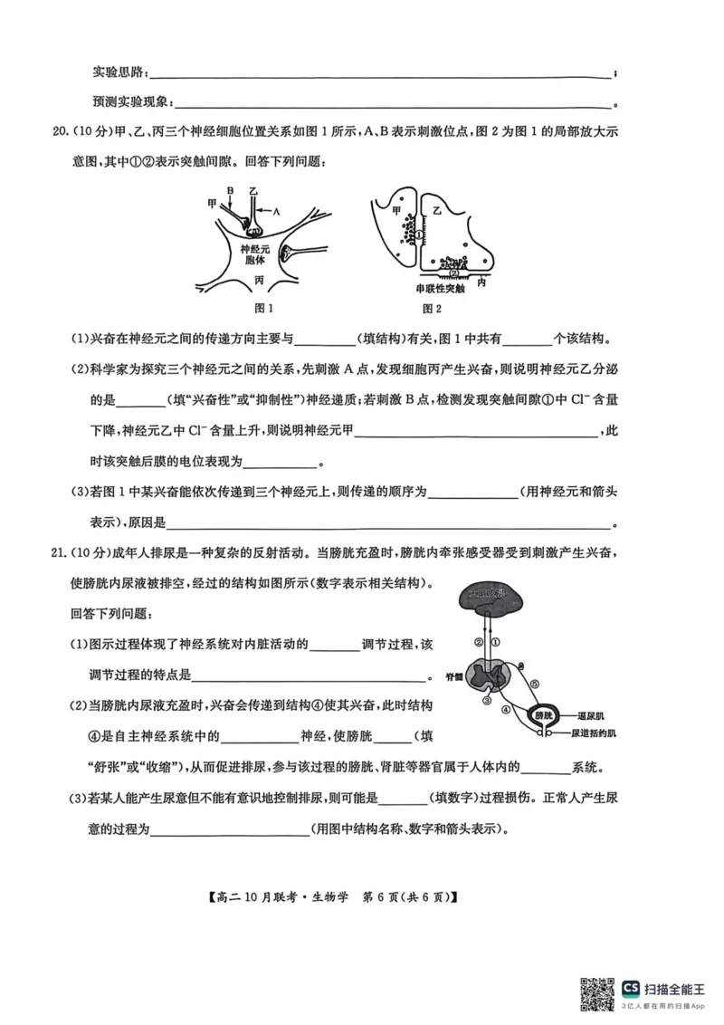 高二生物2025-10-1516.58_2025年10月高二试卷_251018河南洛阳强基联盟2025-2026学年高二上学期10月联考（全）_河南洛阳强基联盟2025-2026学年高二上学期10月联考生物试题含答案