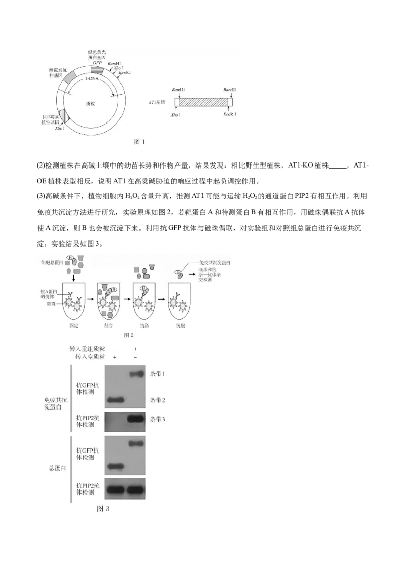 福建省厦门双十中学2024-2025学年高二下学期4月期中考试生物Word版含答案_2024-2025高二（7-7月题库）_2025年6月试卷_0603福建省厦门双十中学2024-2025学年高二下学期4月期中考试