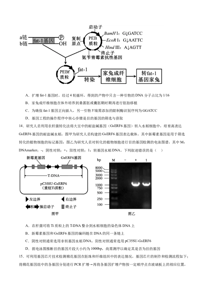 福建省厦门双十中学2024-2025学年高二下学期4月期中考试生物Word版含答案_2024-2025高二（7-7月题库）_2025年6月试卷_0603福建省厦门双十中学2024-2025学年高二下学期4月期中考试