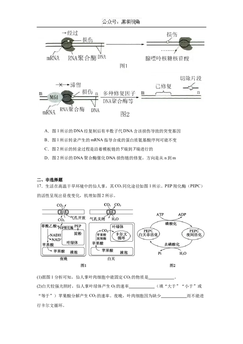 湖南省岳阳市临湘市2024-2025学年高三上学期11月期中生物试题Word版含答案_2024-2025高三（6-6月题库）_2024年11月试卷_1127湖南省岳阳市临湘市2024-2025学年高三上学期11月期中考试
