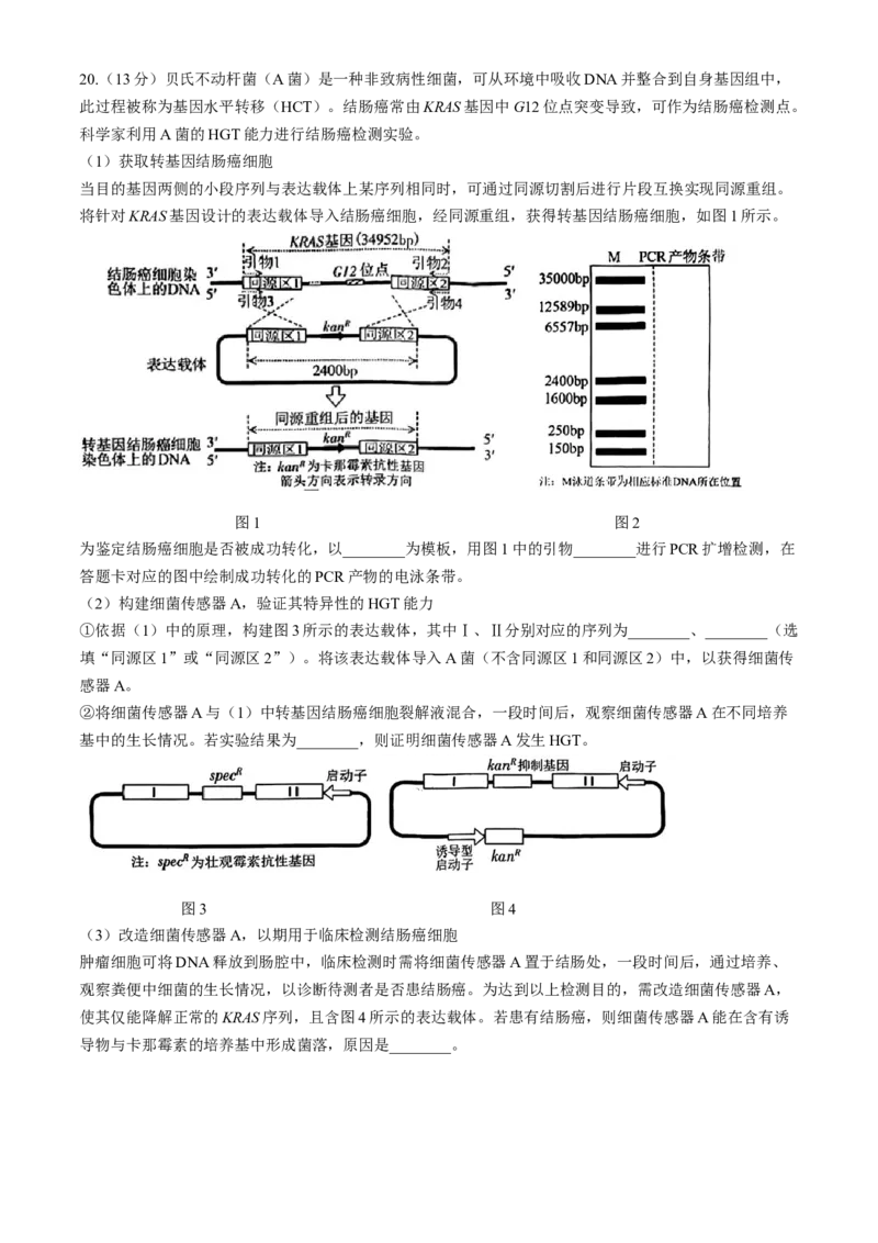福建省漳州市2025届高中毕业版第一次质量检测（漳州一检）生物试题（含答案）_2024-2025高三（6-6月题库）_2024年09月试卷_0916福建省漳州市2025届高中毕业版第一次质量检测（漳州一检）