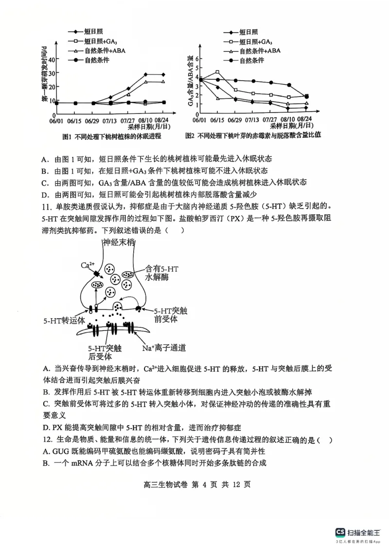 辽宁省大连市滨城高中联盟2024-2025学年高三上学期期中Ⅱ考试生物试卷_2024-2025高三（6-6月题库）_2024年12月试卷_1206辽宁省大连市滨城高中联盟2024-2025学年高三上学期期中Ⅱ