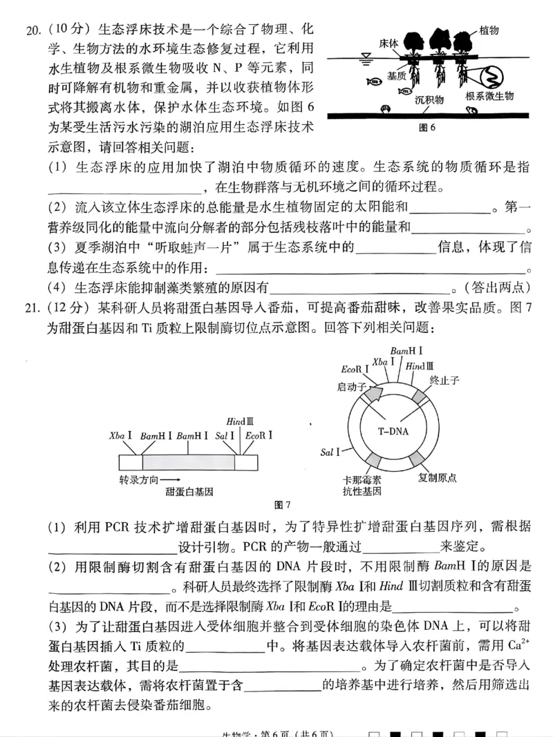 贵州省贵阳市第一中学2025届高三上学期高考适应性月考（二）生物_2024-2025高三（6-6月题库）_2024年10月试卷_1027贵州省贵阳市第一中学2025届高三上学期高考适应性月考（二）