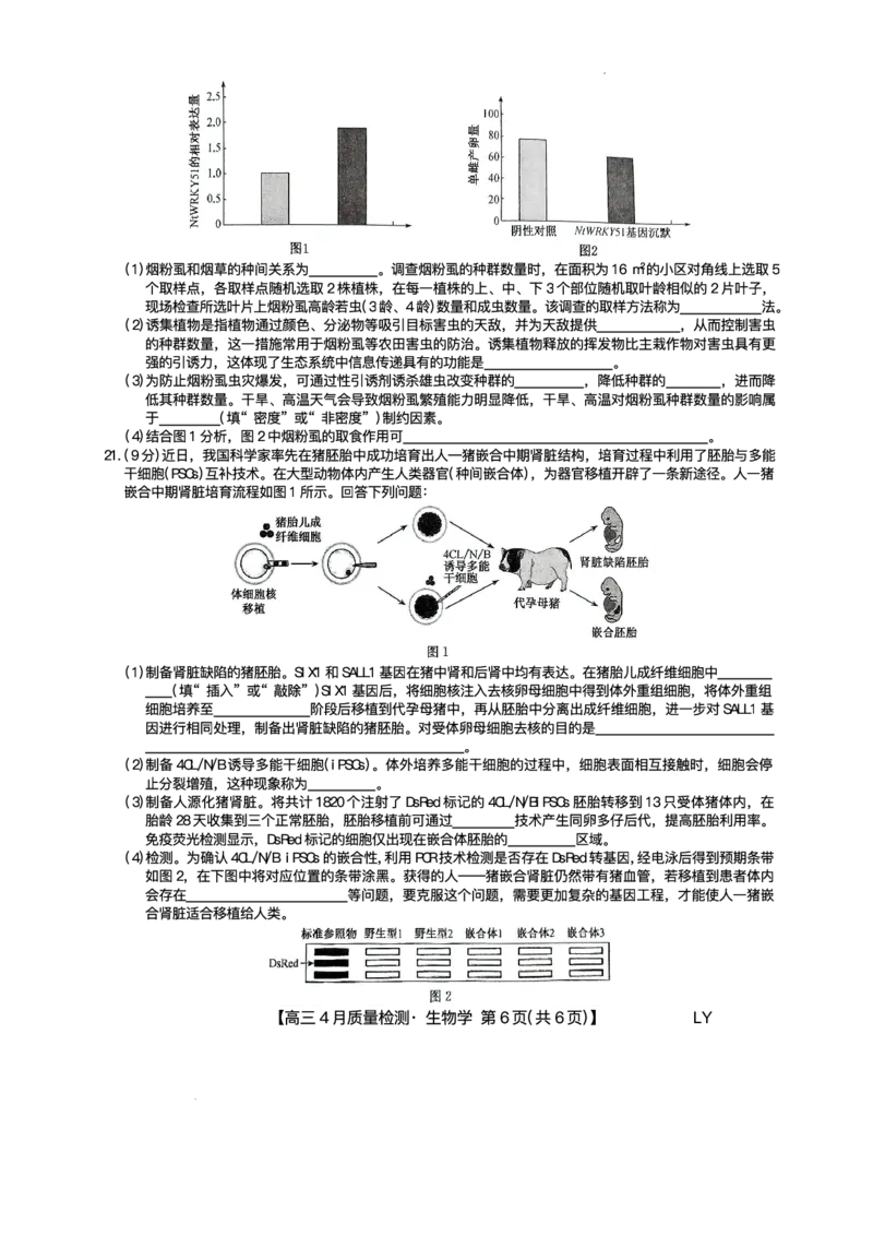 生物试题_2024-2025高三（6-6月题库）_2025年04月试卷_0429九师联盟2025届高三4月27质量监测（全科）_九师联盟2025届高三4月27质量监测生物试题（含答案）