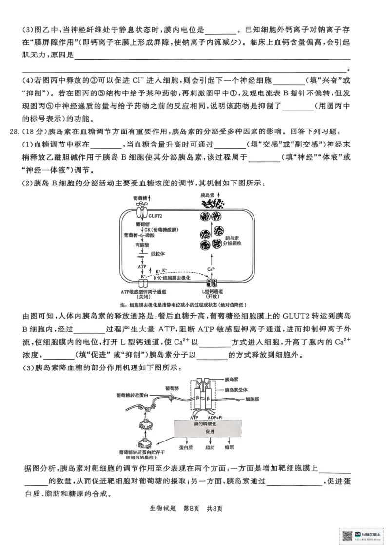 山东省菏泽市鄄城县第一中学2025-2026学年高二上学期10月月考生物试题（扫描版，有解析）_2025年10月高二试卷_251029山东省菏泽市鄄城县第一中学2025-2026学年高二上学期10月月考（全）