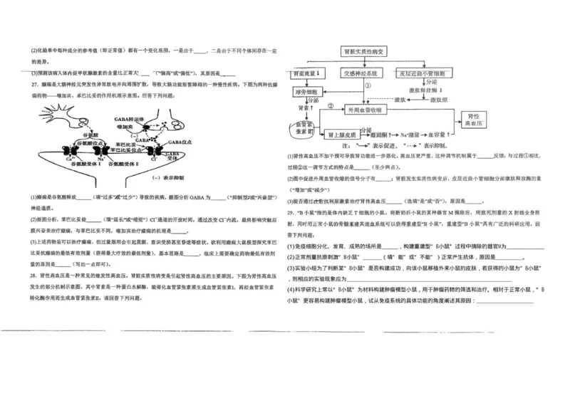 高二生物_251213新疆维吾尔自治区喀什地区英吉沙县县多校2025-2026学年高二上学期12月期中（全）