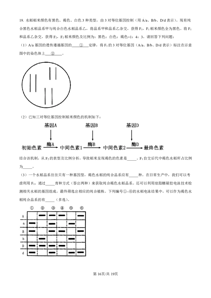 精品解析：海南省海口市2024-2025学年高三上学期10月摸底考试生物试题（解析版）_2024-2025高三（6-6月题库）_2024年11月试卷_1104海南省海口市2024-2025学年高三上学期10月摸底考试