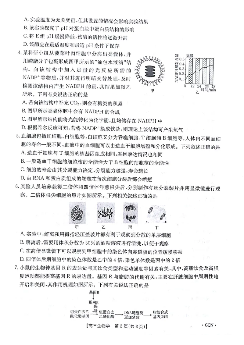 生物试题_2024-2025高三（6-6月题库）_2024年11月试卷_1116金太阳2025届高三11月期中百万联考2001C（甘青宁）（全科）_金太阳2025届高三11月期中百万联考2001C（甘青宁）生物试题