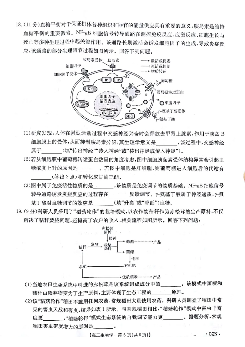 生物试题_2024-2025高三（6-6月题库）_2024年11月试卷_1116金太阳2025届高三11月期中百万联考2001C（甘青宁）（全科）_金太阳2025届高三11月期中百万联考2001C（甘青宁）生物试题