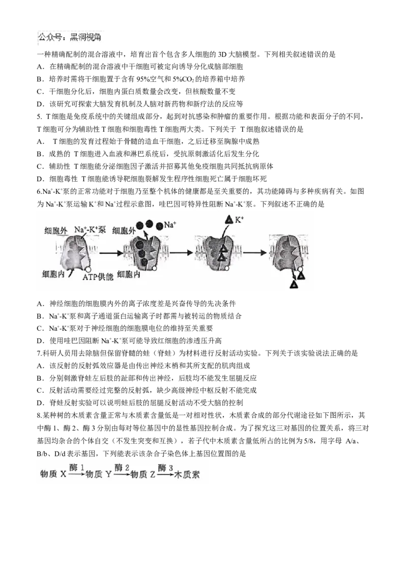 湖北省武汉市江岸区2024-2025学年高三上学期11月调考生物试卷（有答案）_2024-2025高三（6-6月题库）_2024年11月试卷_1118湖北省武汉市江岸区2024-2025学年高三上学期11月调研考试（全科）