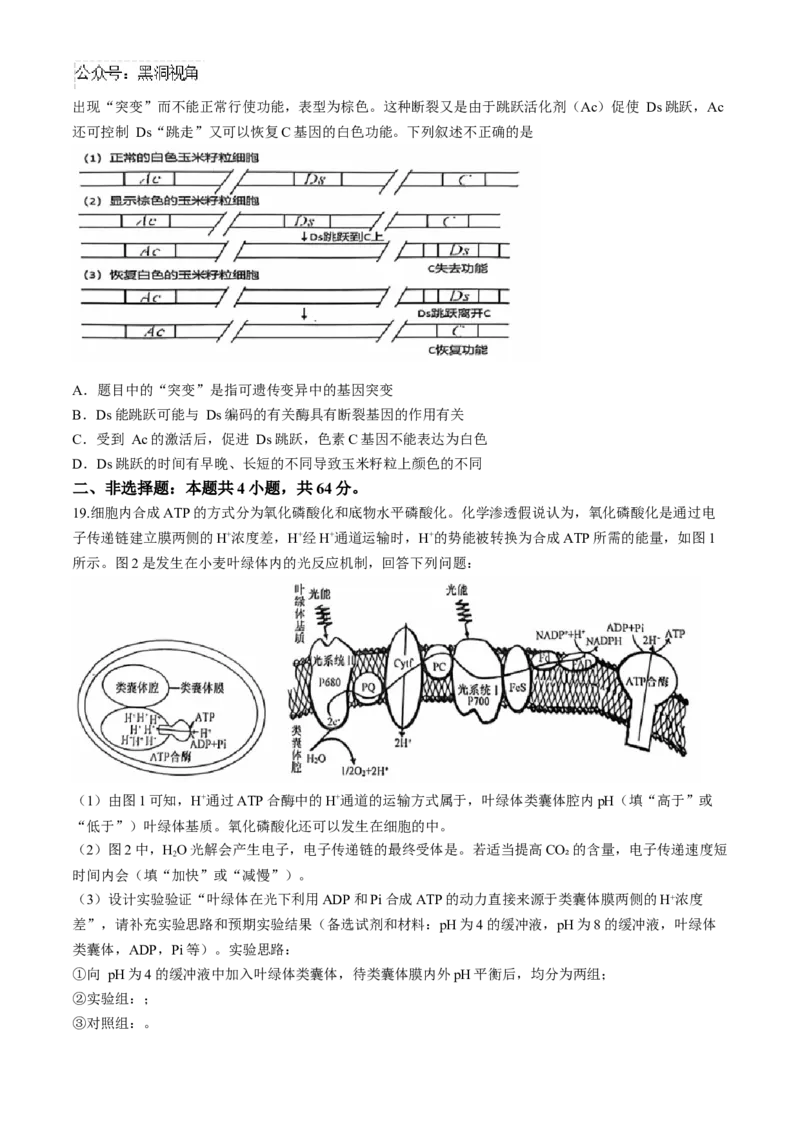 湖北省武汉市江岸区2024-2025学年高三上学期11月调考生物试卷（有答案）_2024-2025高三（6-6月题库）_2024年11月试卷_1118湖北省武汉市江岸区2024-2025学年高三上学期11月调研考试（全科）