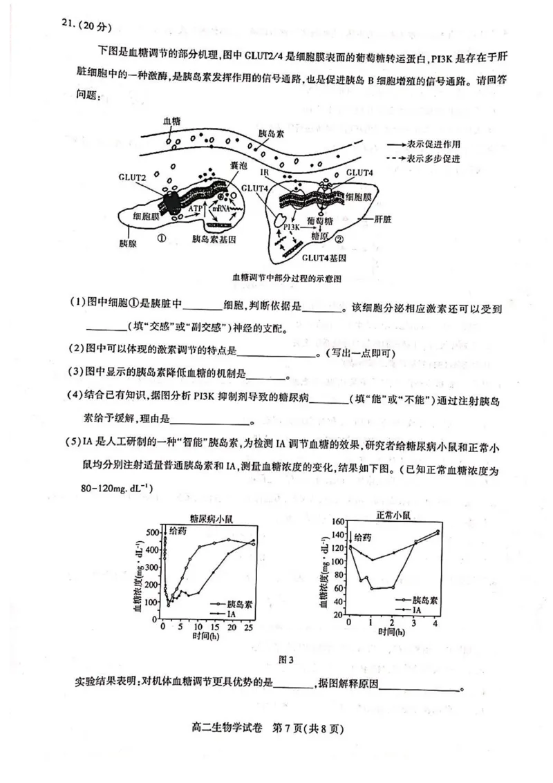湖北省武汉市部分重点中学2025-2026学年高二上学期11月期中联考生物试卷含答案_2025年11月高二试卷_251112湖北武汉市部分重点中学2025-2026学年高二上学期期中联考（全）