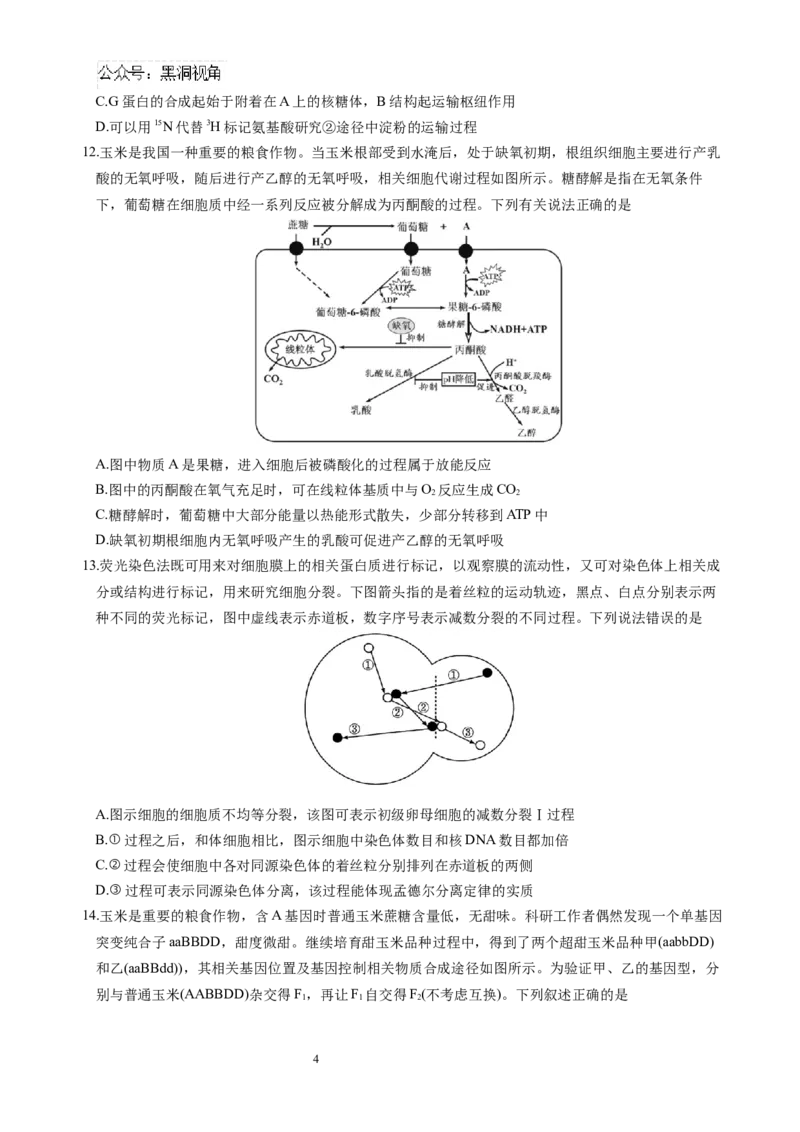 生物试题_2024-2026高三（6-6月题库）_2024年10月试卷_1017四川省绵阳市南山中学集团学校2024-2025学年高三上学期10月联考