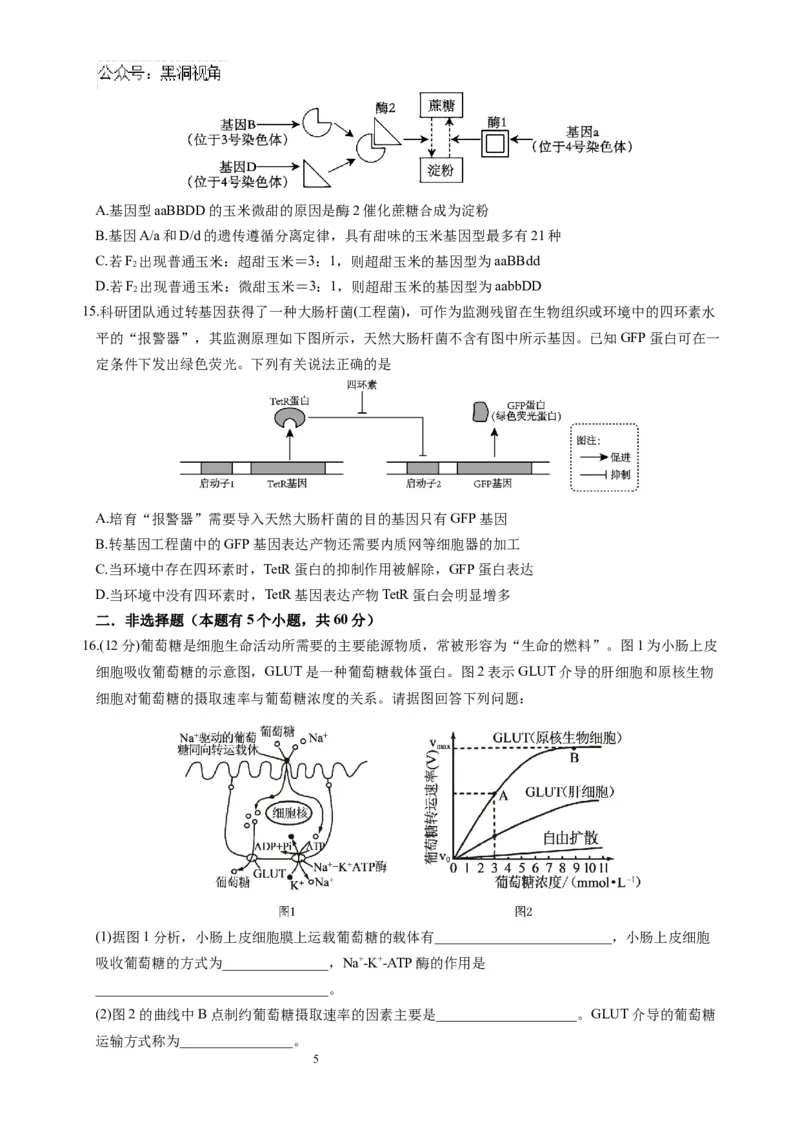 生物试题_2024-2026高三（6-6月题库）_2024年10月试卷_1017四川省绵阳市南山中学集团学校2024-2025学年高三上学期10月联考