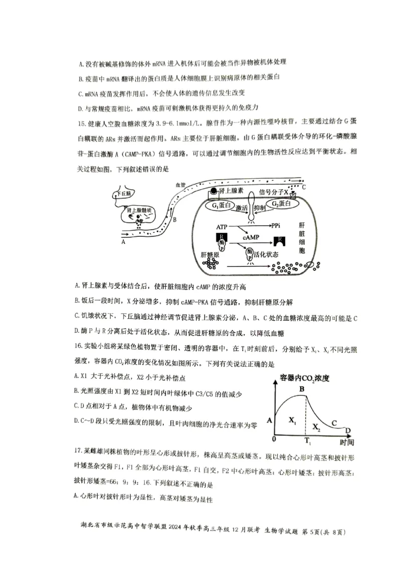湖北省市级示范高中智学联盟2024-2025学年高三上学期12月月考生物试题_2024-2025高三（6-6月题库）_2024年12月试卷_1208湖北省市级示范高中智学联盟2024-2025学年高三上学期12月月考