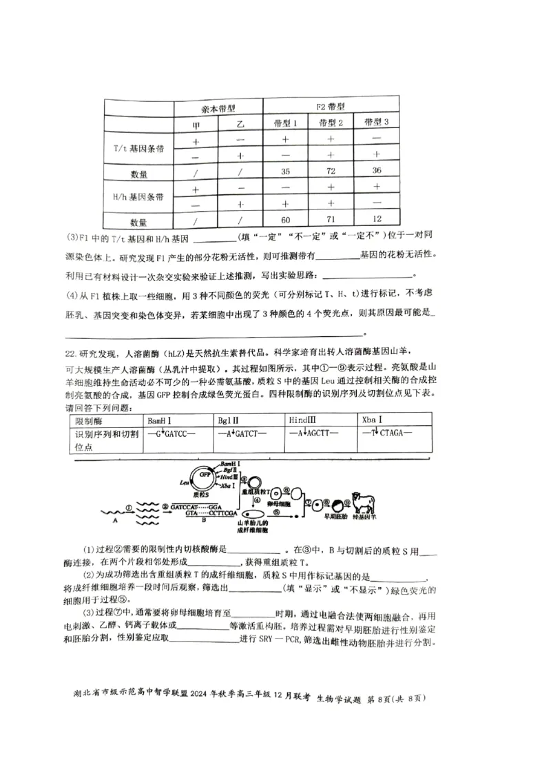 湖北省市级示范高中智学联盟2024-2025学年高三上学期12月月考生物试题_2024-2025高三（6-6月题库）_2024年12月试卷_1208湖北省市级示范高中智学联盟2024-2025学年高三上学期12月月考