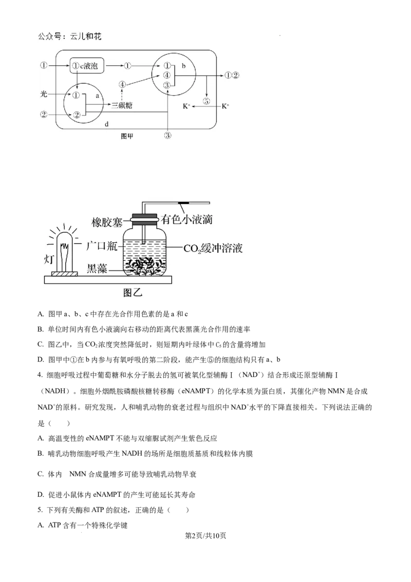 重庆市西北狼联盟2024-2025学年高二上学期开学调研生物试题（卷）_2024-2025高二（7-7月题库）_2024年09月试卷_0926重庆西北狼联盟2024年高二上学期入学联考