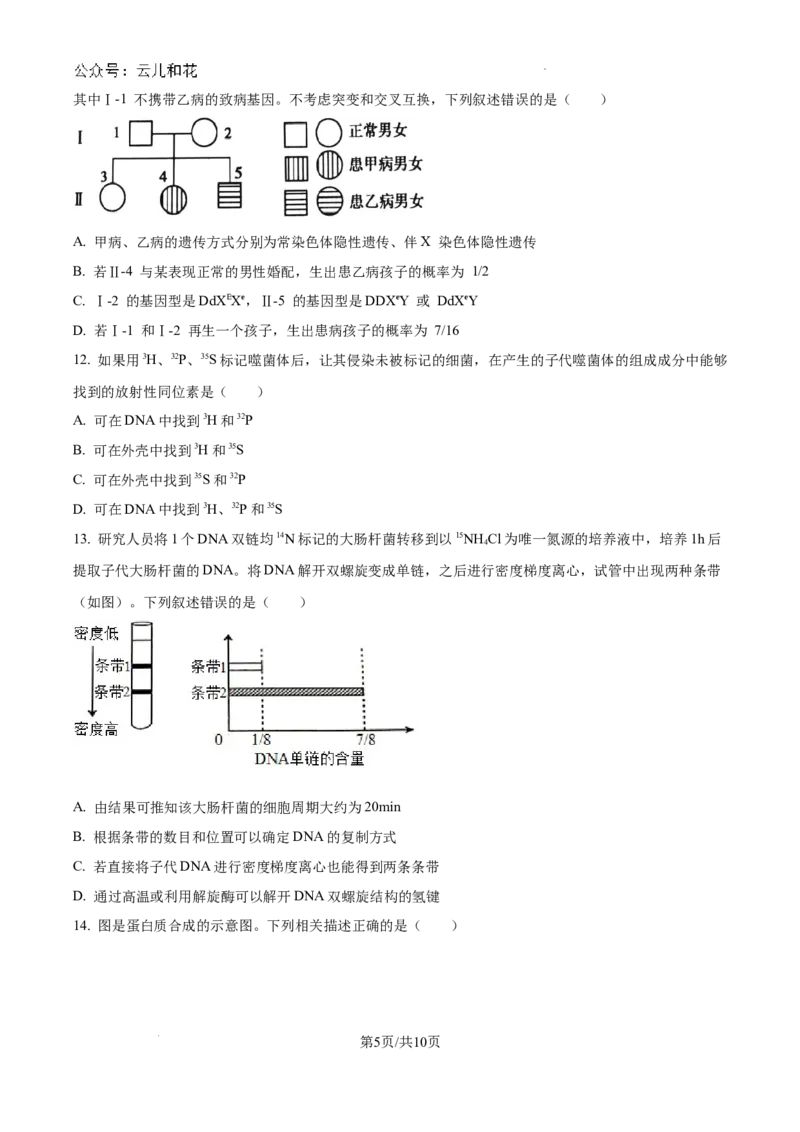 重庆市西北狼联盟2024-2025学年高二上学期开学调研生物试题（卷）_2024-2025高二（7-7月题库）_2024年09月试卷_0926重庆西北狼联盟2024年高二上学期入学联考