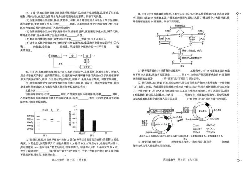 河南省豫西北教研联盟（许平洛济）2025届高三下学期第三次质量检测生物试卷+答案_2024-2025高三（6-6月题库）_2025年05月试卷