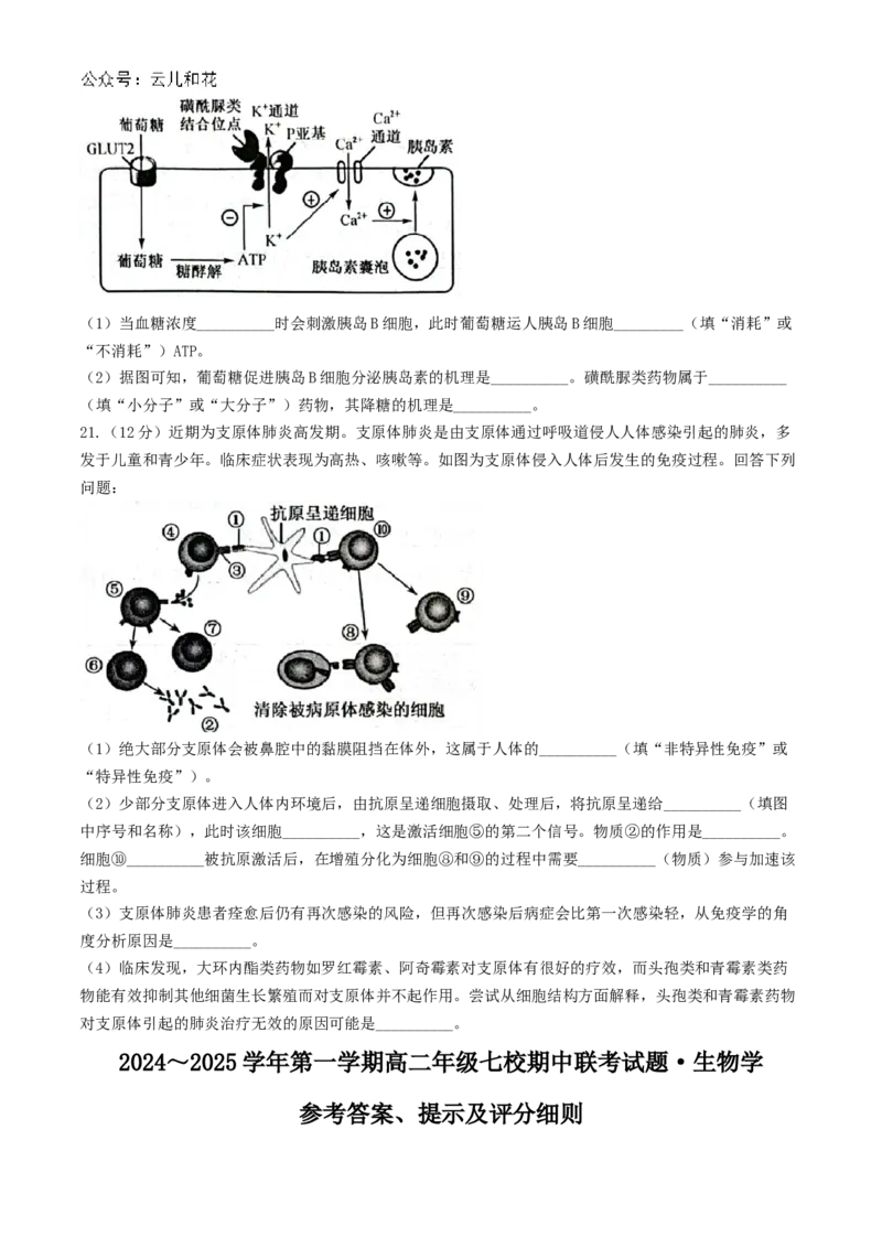 陕西省榆林市七校联考2024-2025学年高二上学期11月期中考试生物试题（含答案）_2024-2025高二（7-7月题库）_2024年11月试卷_1109陕西省榆林市七校2024-2025学年高二上学期期中联考