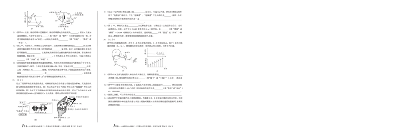 （A卷）1号卷&middot;A10联盟2024级高二上学期10月学情诊断生物学A_2025年10月高二试卷_251017安徽省1号卷&middot;A10联盟2024级高二上学期10月学情诊断（全）